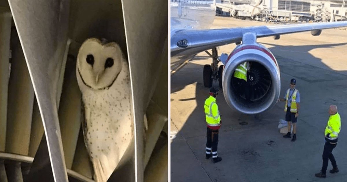 untitled 1 2.jpg?resize=412,232 - During A Pre-Flight Check Engineers Found An Owl Napping Inside The Engine Of The Plane