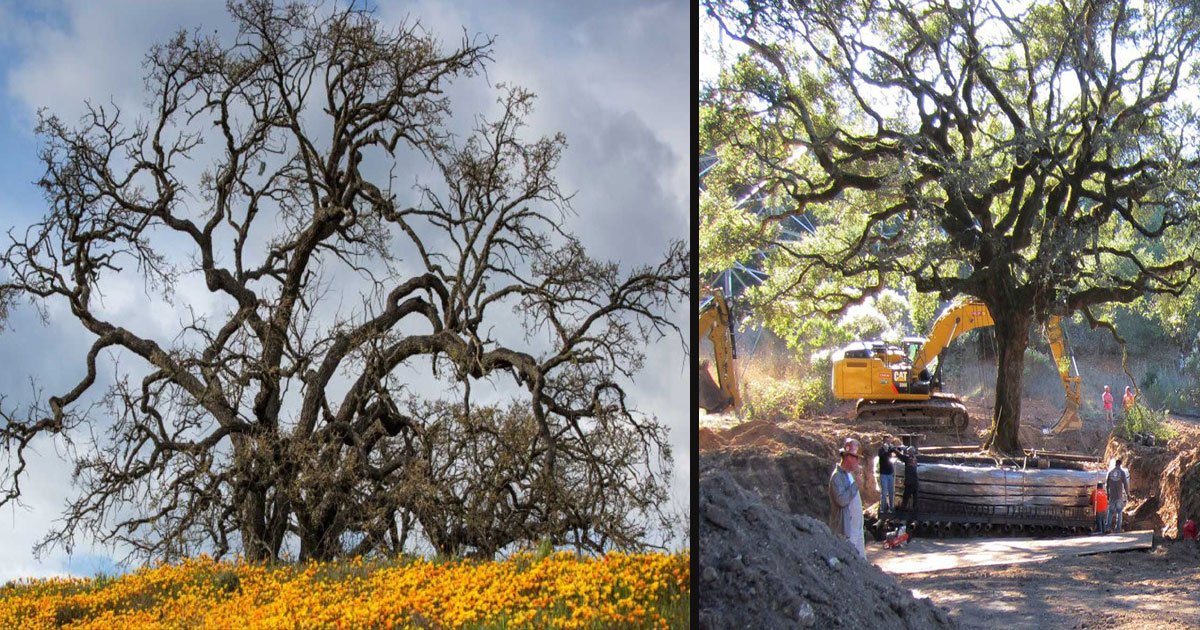 untitled 1 24.jpg?resize=412,275 - California Couple May Pay Up To $600K For Uprooting A 180 Year-Old Oak Tree