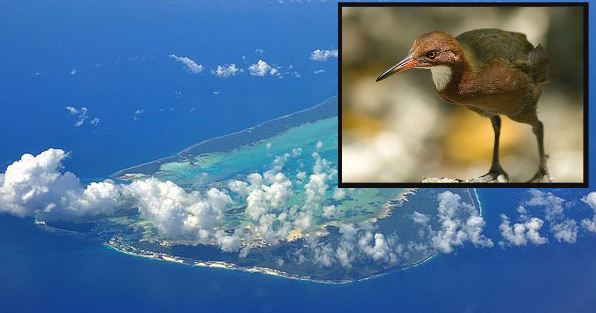 untitled 1 28.jpg?resize=1200,630 - Extinct 'Flightless Birds' Have Evolved Back Into Existence