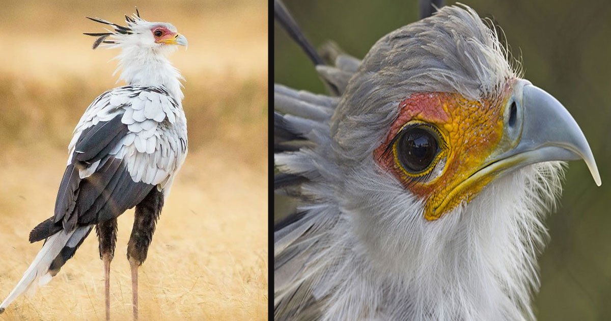 untitled 1 40.jpg?resize=1200,630 - Meet 'Secretary Bird' The Most Beautiful Bird On Earth