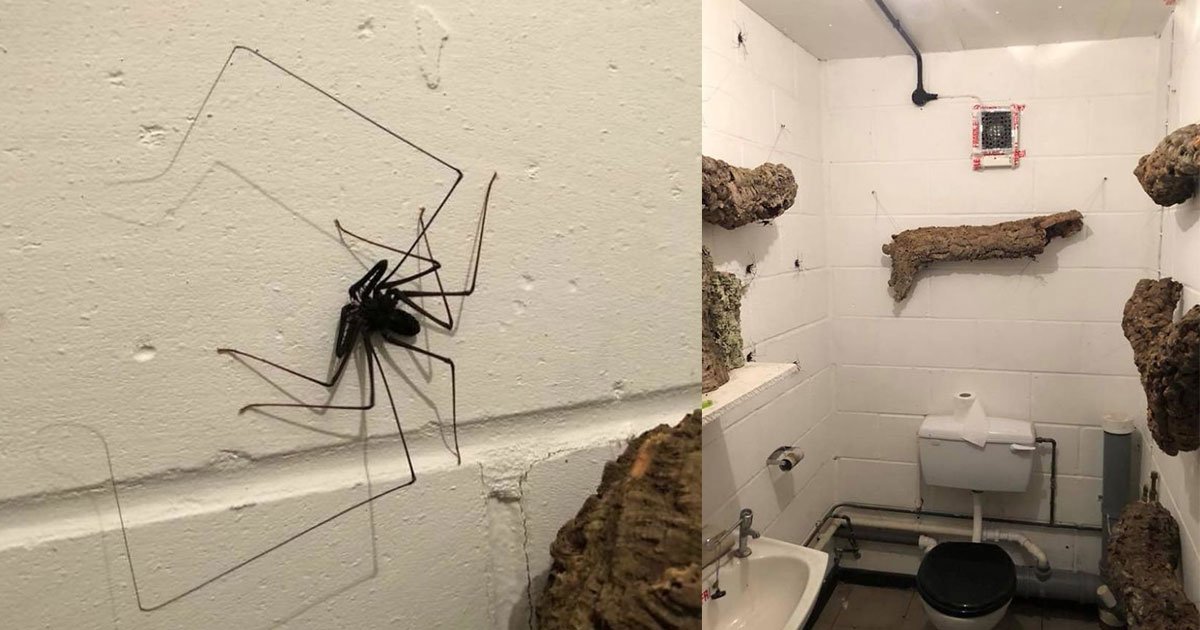 untitled 1 46.jpg?resize=1200,630 - Someone Designed A "Cool" Bathroom For Spiders