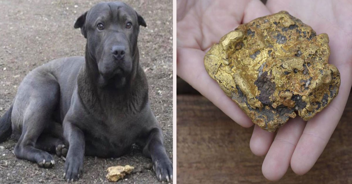 untitled 1 56.jpg?resize=412,275 - A Family Dog Discovered A $35K Gold Nugget During A Morning Walk