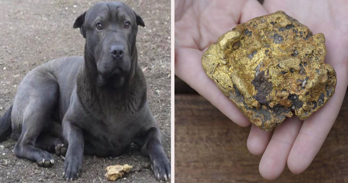 untitled 1 56.jpg?resize=412,232 - A Family Dog Discovered A $35K Gold Nugget During A Morning Walk