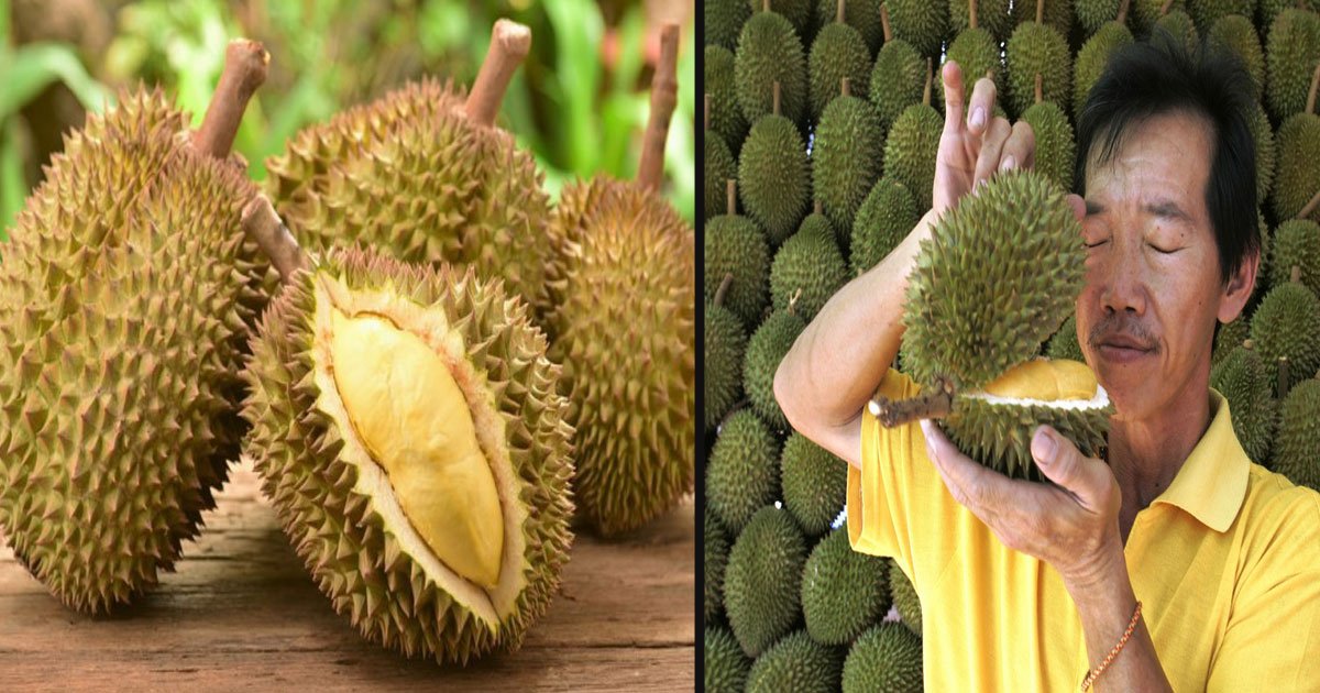 untitled 1 83.jpg?fit=1024%2C538&ssl=1&strip=all - 5 Health Benefits Of Eating Durian 'The King Of Fruits'