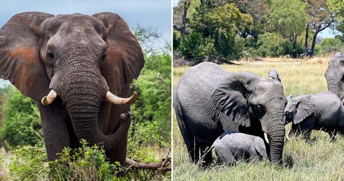 untitled design 14 1.png?resize=1200,630 - Un pays lève l'interdiction de chasser l'éléphant pour se débarrasser des 'grandes' populations d'éléphants