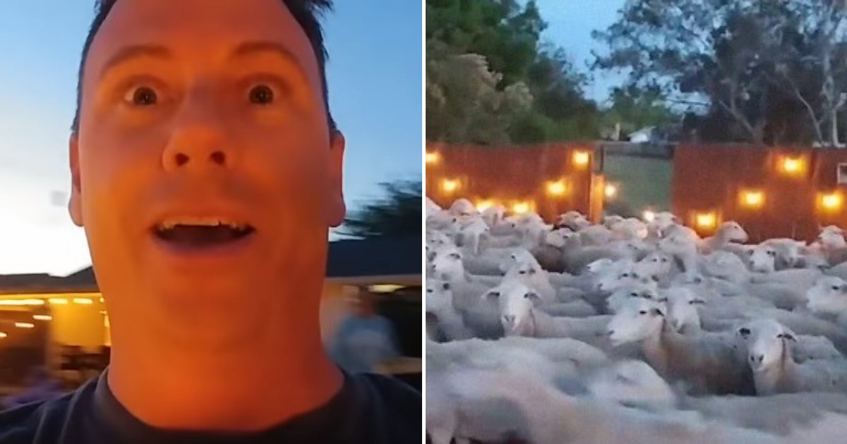 untitled design 16.png?fit=1024%2C538&ssl=1&strip=all - Guy Shocked After Hundreds Of Sheep Stormed His Yard And Refused To Leave