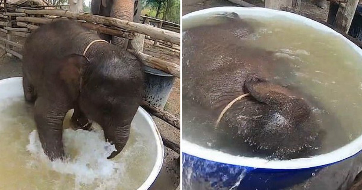 untitled design 5 1.png?resize=412,232 - Un bébé éléphant profite de l'heure du bain pour jouer dans l'eau