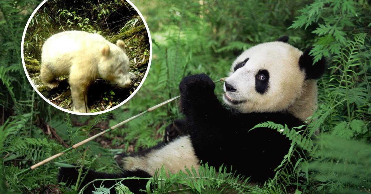 untitled design 51 1.png?resize=412,275 - World's First Albino Giant Panda Captured On Camera In The Wild