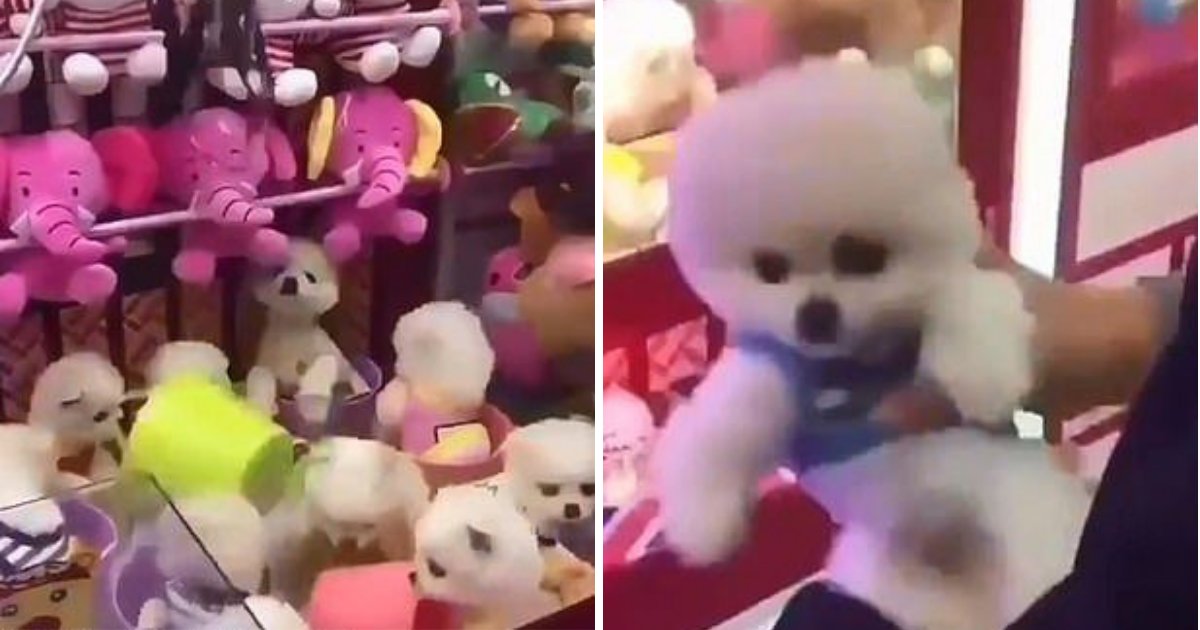 untitled design 68.png?resize=412,232 - Claw Machine With Live Puppies Inside Slammed By Animal Rights Activists