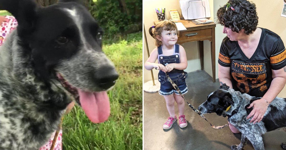 untitled design 70.png?resize=1200,630 - Un chien errant a sauté devant une fillette de 2 ans et lui a sauvé la vie