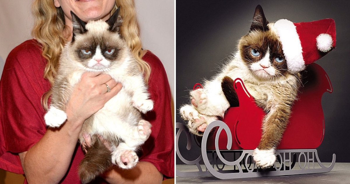 untitled design 86.png?resize=412,275 - Internet Star Grumpy Cat Has Passed Away At The Age Of Seven