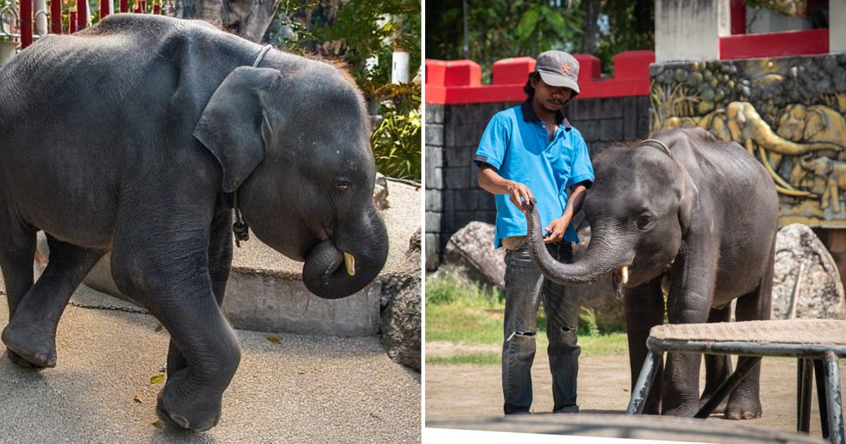 untitled design 88.png?resize=1200,630 - Un bébé éléphant est mort après avoir été forcé d'exécuter des tours et de danser pour les touristes