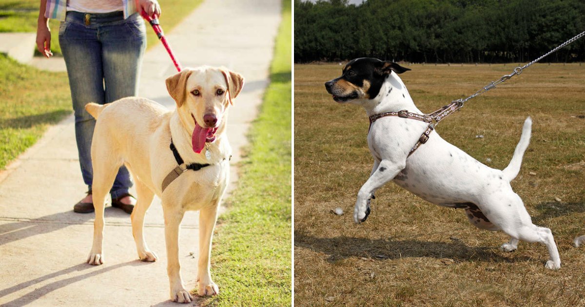 walk6.png?resize=412,275 - Thousands Of Dog Owners Suffer From Serious Hand Injuries Because They're Holding Leads Wrong