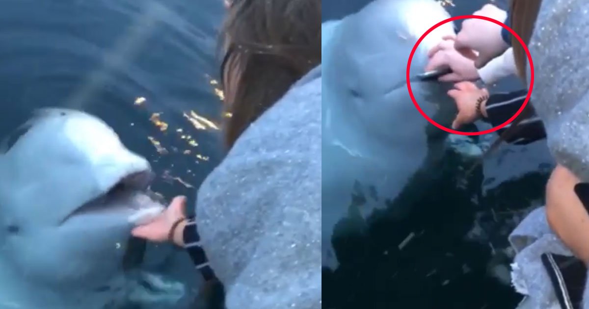 woman dropped phone in ocean and minutes later beluga whale retunred it to her.jpg?resize=1200,630 - Moment incroyable d'un béluga rendant le téléphone, tombé à l'eau, d'une femme