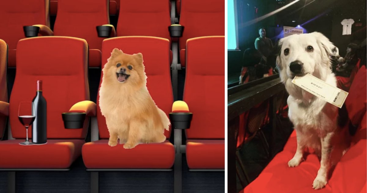 y1 18.png?resize=412,275 - Theater Allows Dogs to Come Along with Their Owners