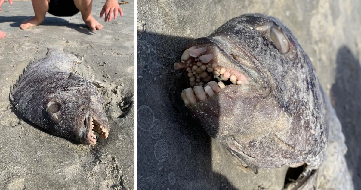 y1 9.png?resize=1200,630 - Une mère trouve un poisson échoué sur la plage avec une bouche pleine de dents humaines