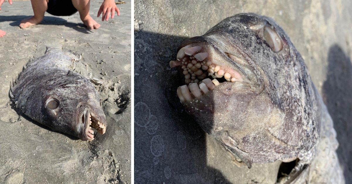 y1 9.png?resize=412,275 - A Mother Finds A Fish Washed Off On the Beach With A Mouth Full of Human Teeth