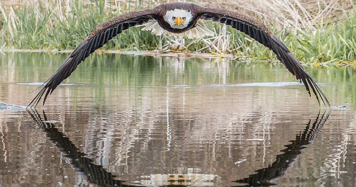 y2 17.png?resize=1200,630 - 'The Bald Eagle Stared Right Through Me' Says Photographer Who Took Amazingly Symmetric Picture