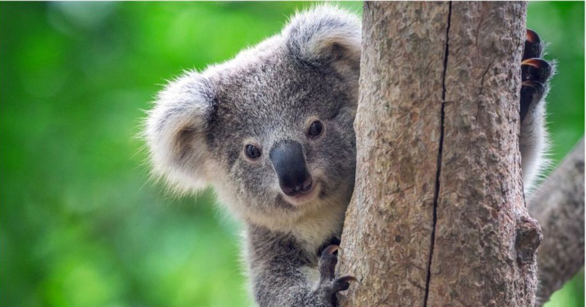 y2 8.png?resize=412,275 - Researchers State Koalas Have Become Functionally Extinct