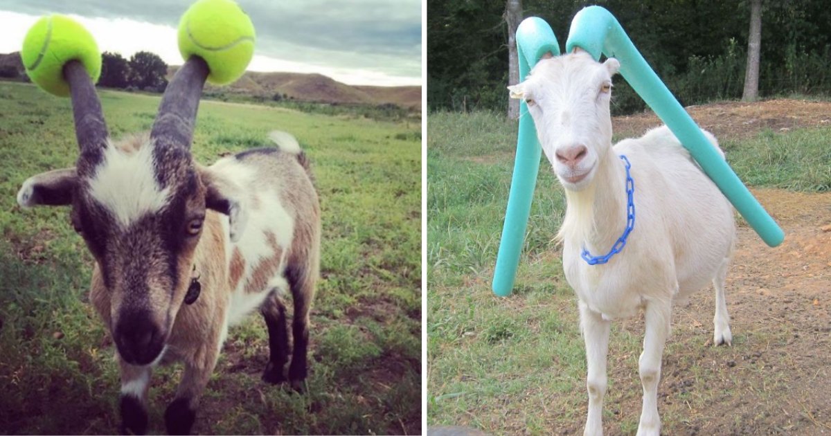 y3 18.png?resize=1200,630 - 10 Goats Were Forced To Wear Pool Noodles For Misbehaving Too Much