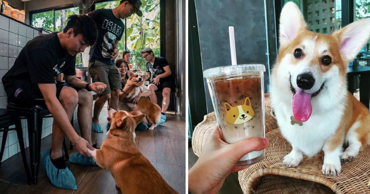 y3 3.png?resize=1200,630 - Here is a Café Where You Can Dine With Cute Corgi Dogs
