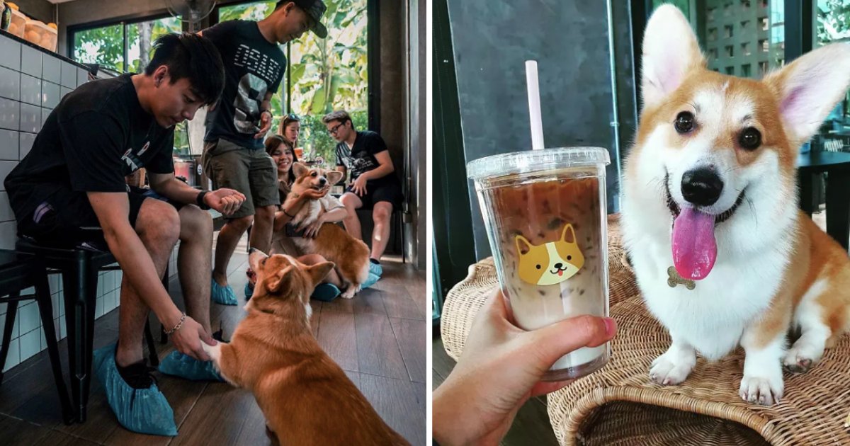 y3 3.png?resize=412,275 - Voici un café où vous pouvez dîner avec des chiens Corgi mignons