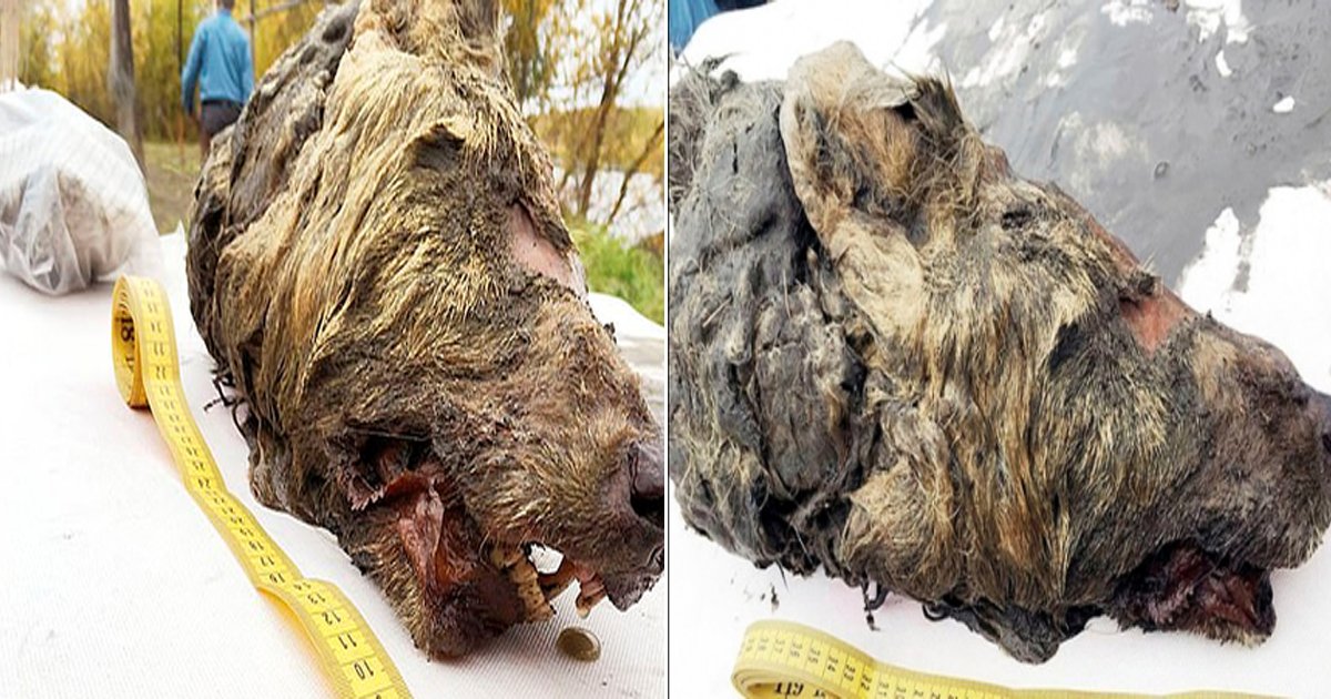 0614 2.jpg?resize=412,232 - "이게 4만년 전이라고?" 시베리아에서 발견된 ‘늑대 머리’ 모습