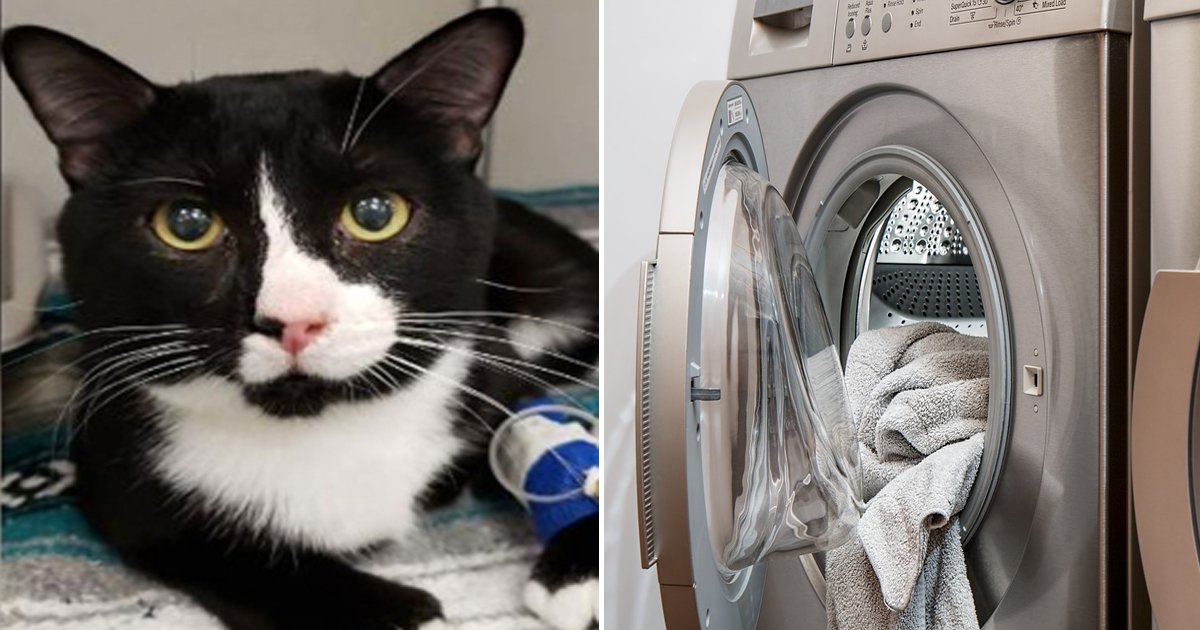 0626 5.jpg?resize=412,232 - "들어간 줄 모르고..." 세탁기 안에 갇혔다 극적 생존한 고양이