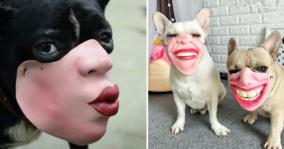 1200x630 recovered 1.jpg?resize=412,275 - Now You Can Buy Dog Muzzles That Look Like Human Faces On Amazon And That's The Most Bizarre Thing You Will Ever See