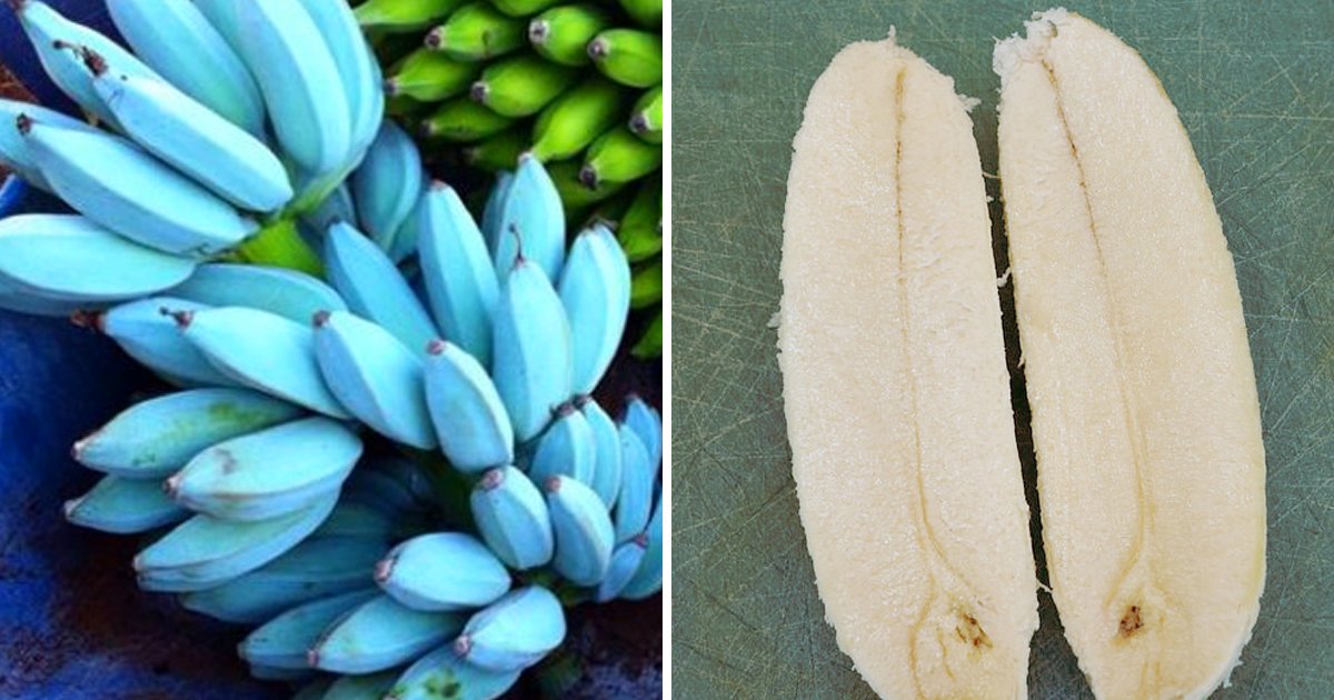 5 87.jpg?resize=1200,630 - 바닐라 아이스크림 맛 난다는 '블루 바나나'의 진짜 정체.jpg
