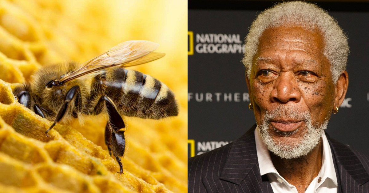 8 53.jpg?resize=412,232 - Morgan Freeman convirtió su rancho de 50 hectáreas en un santuario de abejas para salvar al planeta