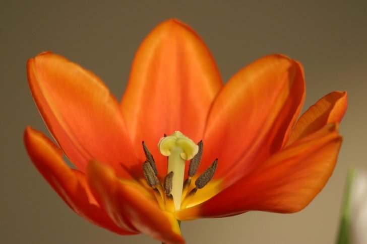 14 Belas flores que você pode ter em casa e dicas para os cuidados