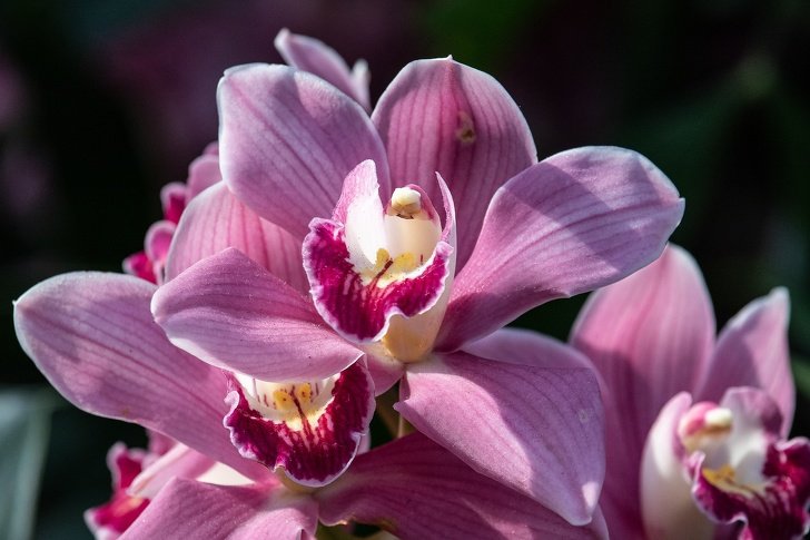 14 Belas flores que você pode ter em casa e dicas para os cuidados