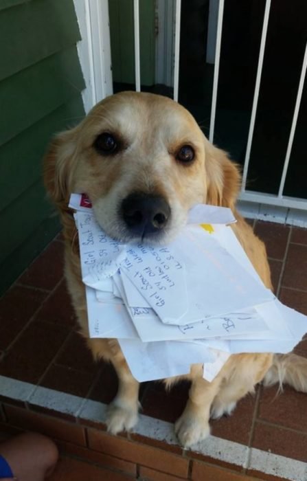 Australia perros reciben cartas