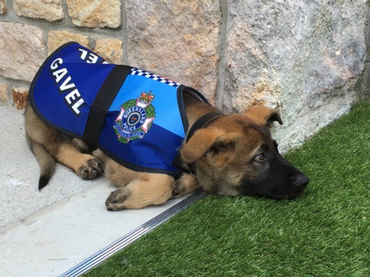 cachorro australiano policía con el alcalde 