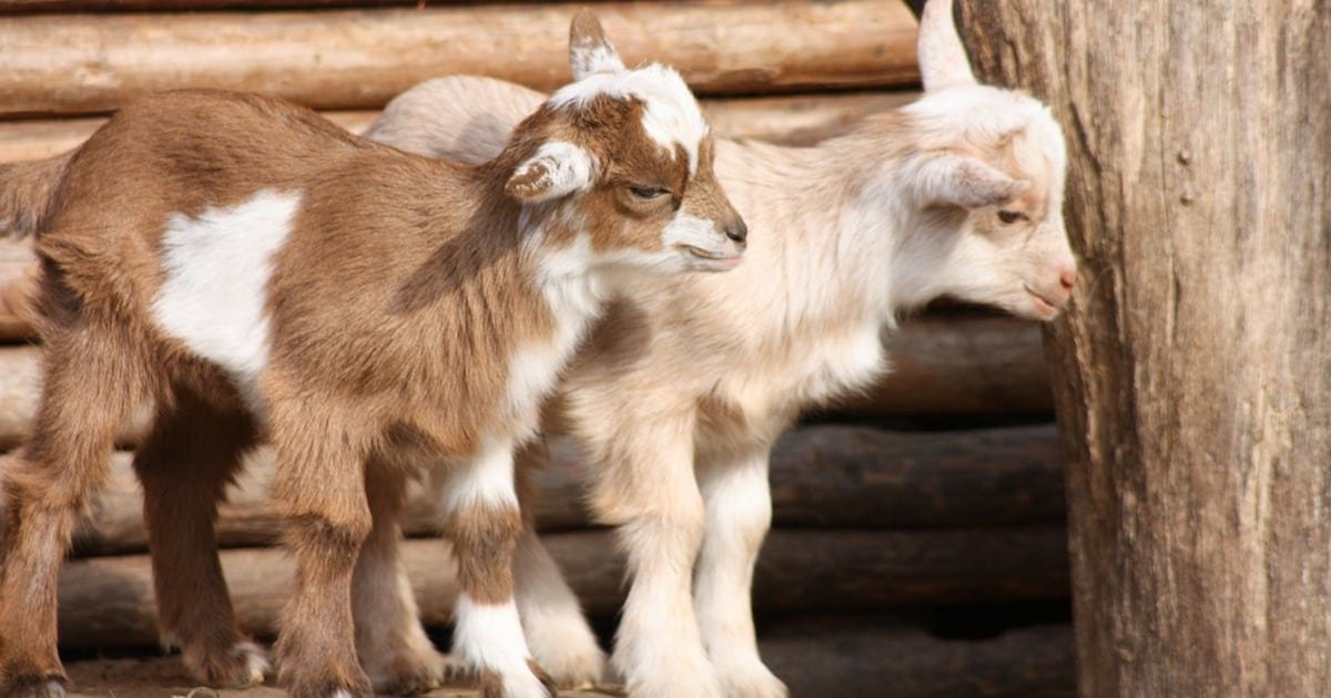 a 4.jpg?resize=412,232 - Goats Can Tell When You're Smiling And They Really Like It, Study Suggested