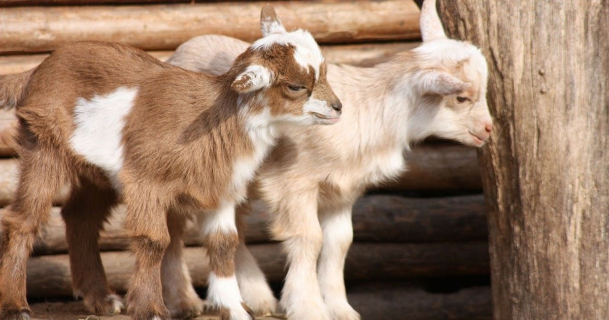 a 4.jpg?resize=412,275 - Goats Can Tell When You're Smiling And They Really Like It, Study Suggested