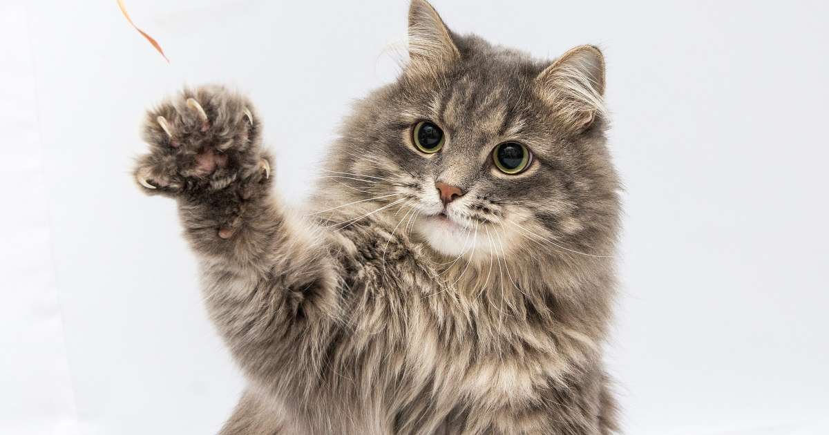 a 7.jpg?resize=1200,630 - Les législateurs de New York ont voté une loi interdisant de retirer les griffes des chats
