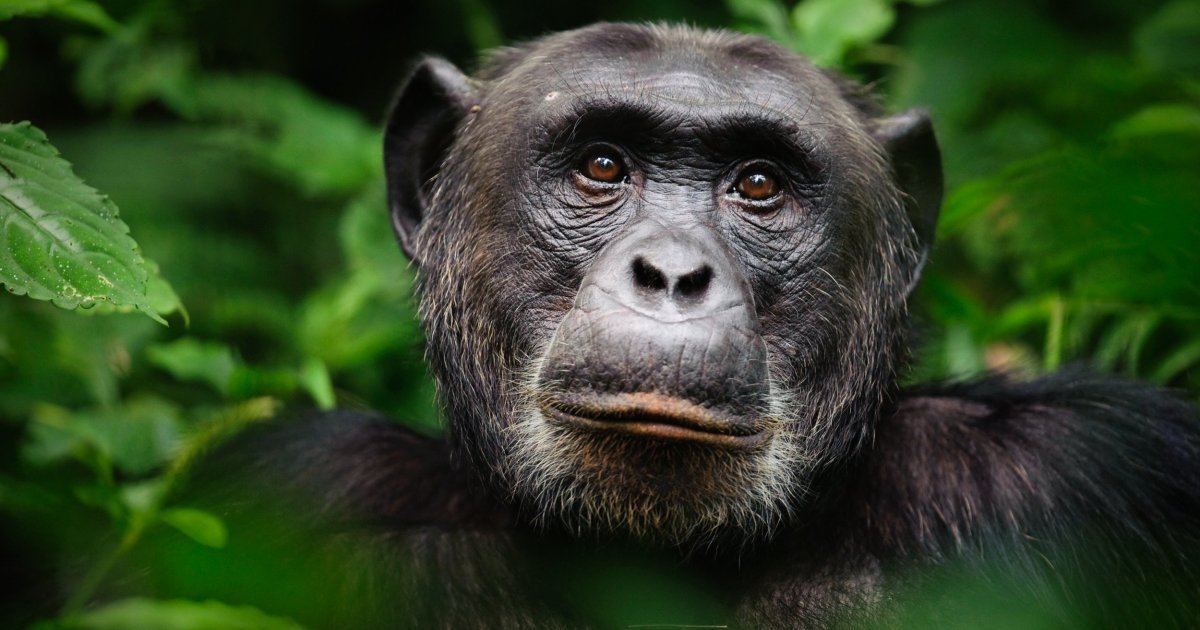 a 8.jpg?resize=412,275 - An Expert Revealed That Chimp Meat Is Sold At Markets And Served At Weddings In Britain