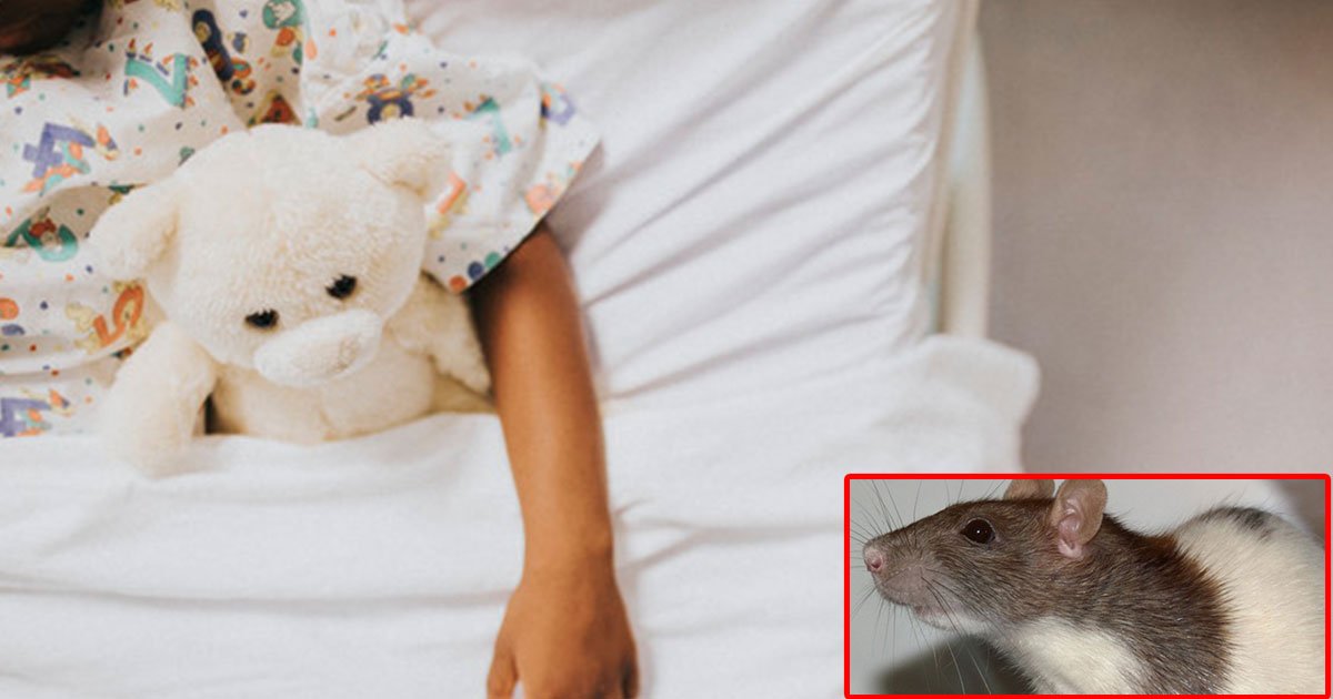 an 8 year old girl fell ill from playing with rats as it caused her rat bite fever.jpg?resize=412,275 - An 8-Year-Old Girl Fell Ill After Playing With Pet Rat As It Caused Her To Get 'Rat Bite Fever'