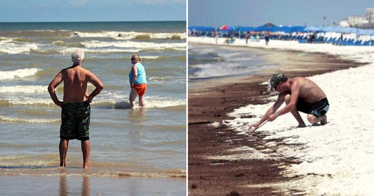 beach.png?resize=412,275 - Des bactéries carnivores envahissent les plages américaines en raison de la température de l'eau de plus en plus chaude