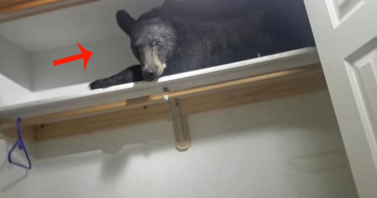 bear locked itself into a house and went to sleep on the wardrobe shelf.jpg?resize=1200,630 - Un ours s'est enfermé dans la maison d'un étranger et s'est endormi dans le placard