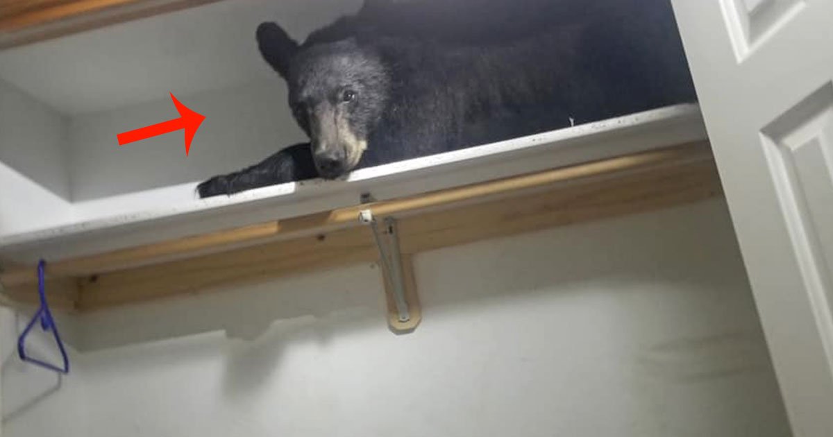 bear locked itself into a house and went to sleep on the wardrobe shelf.jpg?resize=412,275 - A Bear Locked Itself Into A Stranger's House And Fell Asleep In The Closet