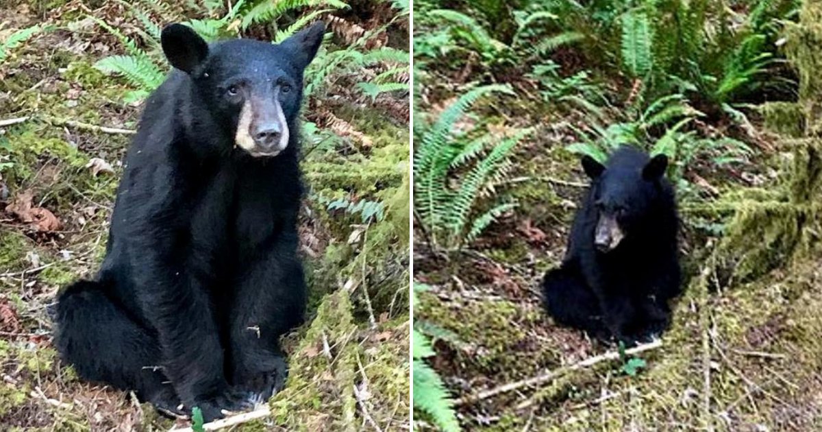 bear5.png?resize=412,232 - Wildlife Officials Shot Baby Bear After It Became 'Too Friendly With Humans'