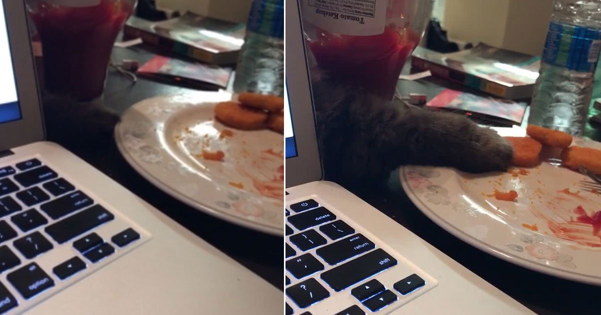cat stealing food.jpg?resize=1200,630 - Regardez la vidéo hilarante d'un chat volant un nuggets de poulet de l'assiette de son maître