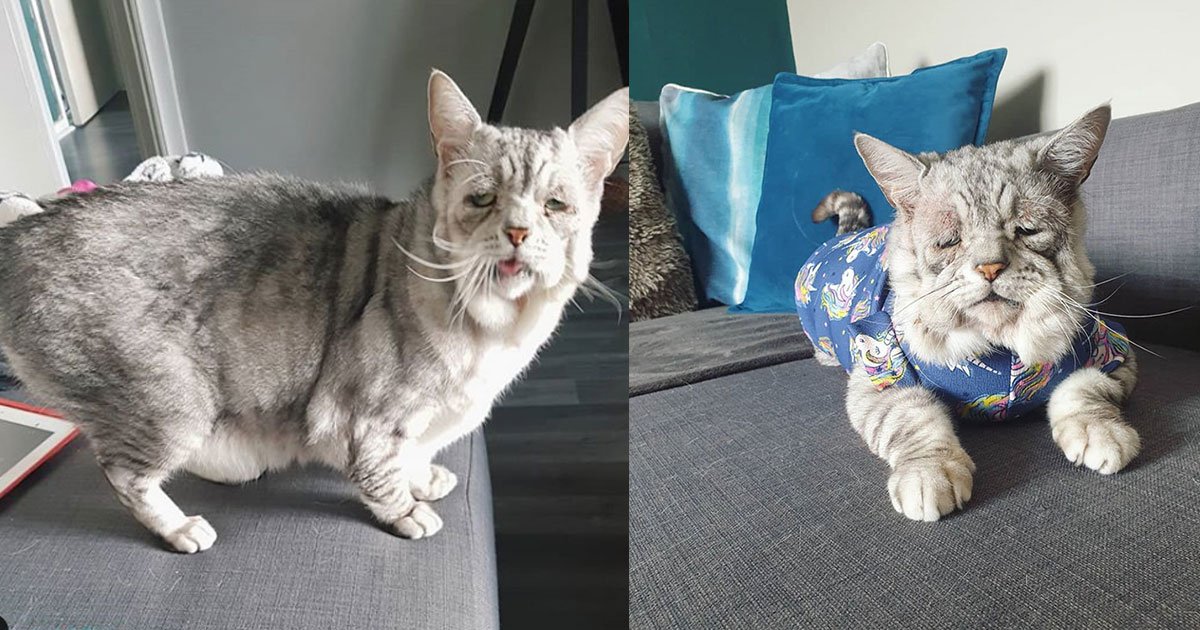 cat with ehlers danlos syndrome found her forever home and his owners are giving him all the love.jpg?resize=412,275 - Cat With Ehlers-Danlos Syndrome Found A Forever Home And His Owners Love Him