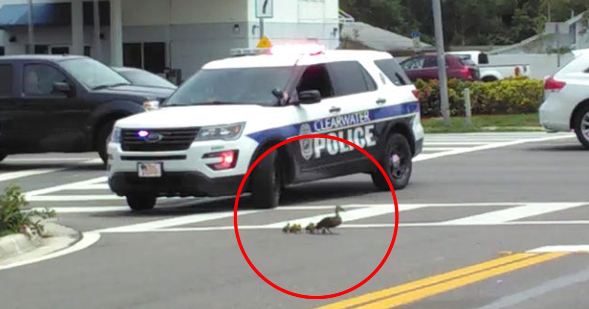cop help duck cross road.jpg?resize=1200,630 - Vidéo réconfortante d'un policier aidant une mère canard et ses canetons à traverser la route en toute sécurité