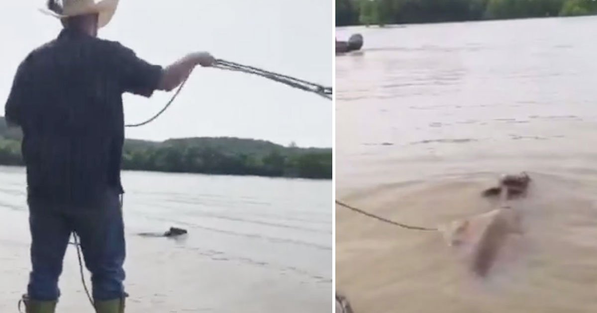 cowboy saves cattle.jpg?resize=1200,630 - Video Of A Cowboy Saving Cattle From Drowning During Deadly Flood Waters