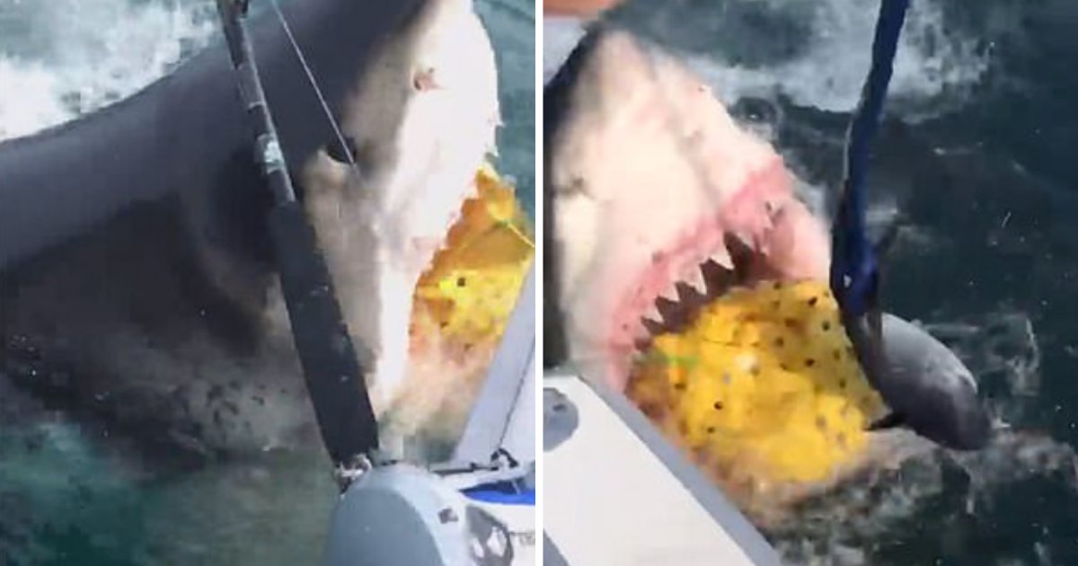 d1 13.png?resize=412,275 - Des pêcheurs deviennent complètement fous quand un grand requin blanc vole leurs appâts