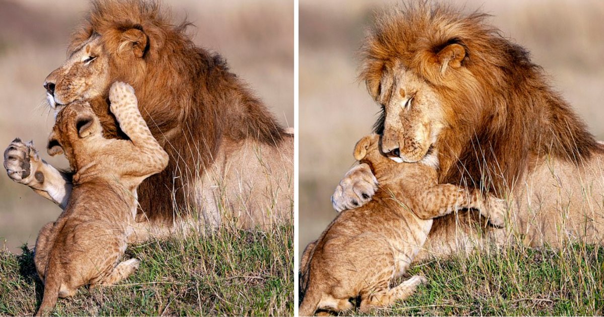 d1 14.png?resize=1200,630 - A Lion Hugs His Cub, And It's So Adorable
